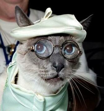 Image Cats Wearing Glasses Pc Android iPhone And iPad Wallpaper