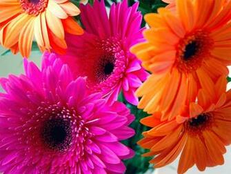 Gerbera Daisy Screensavers