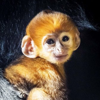 A Cute Monkey Waving Hello Wallpaper