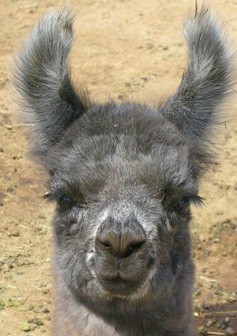Where Is Wallpaper Llama Background