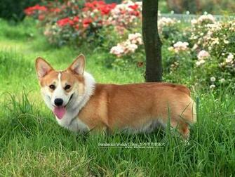 Corgi Dog Wallpaper Cardigan Welsh Herding Dogs