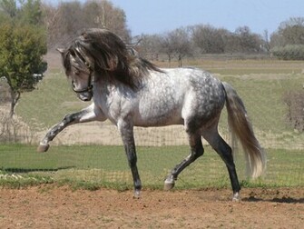 Dressage Wallpaper You Are Ing The Horses Named