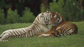 White Tiger Wallpaper Desktop Image And Save As Click