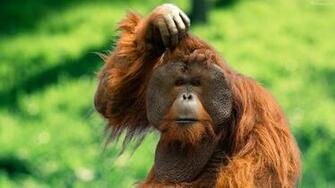 Orangutan Wallpaper HD Background Image Pics Photos
