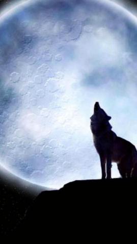 Lone Wolf iPhone Wallpaper Pro