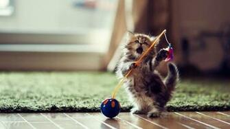 Funny Cat Pictures HD Wallpaper Of