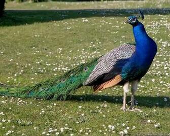 Beautiful Peacock Wallpaper Life Insurance Canada