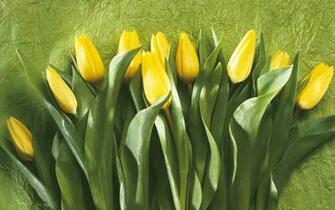Yellow Tulips Wallpaper And Image Pictures Photos