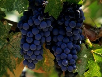 Desktop Wallpaper Grapes Closeup