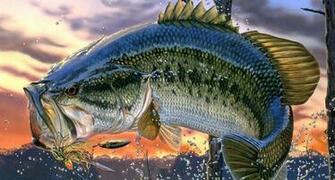 Know Identify Your Bass Pics