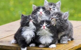 Funny Animals HD Wallpaper All