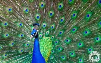 Peacock Wallpaper Scenic Featured