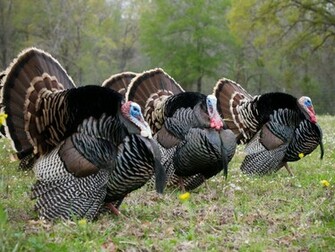 A Wild Turkey Desktop Background