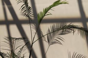 Leaves Shadow Pictures HD Image
