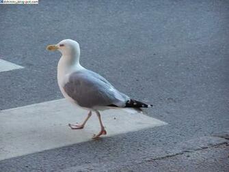 Beautiful Wallpaper For Desktop HD Seagull Bird