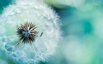 Gallury U Wallpaper HD Dandelion Close Up Flower