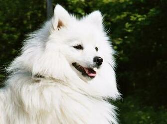 Beauteous Japanese Spitz Photo And Wallpaper Beautiful