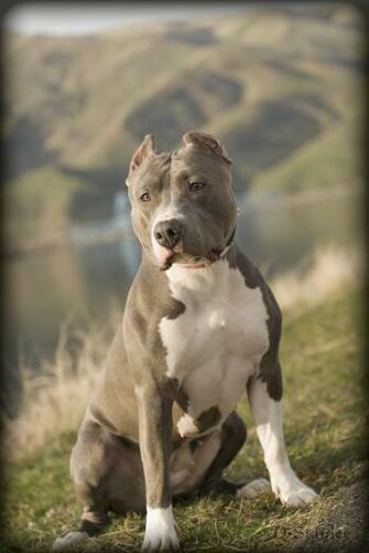Blue Jpg Pit 20bull
