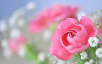 Peony Flower Pink Small White Wide HD Wallpaper Wpwide