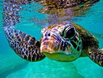 Hawaii S Incredible Wildlife In Photos