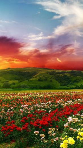 Flowers With Colorful Clouds 4k Ultra HD Wallpaper Net