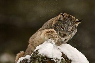Bobcat Wild Animal Wallpaper Picture