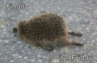 Funny Friday Quotes Wallpaper Hivewallpaper
