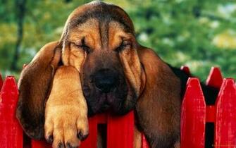 Bloodhound Puppy Wallpaper Freshwallpaper