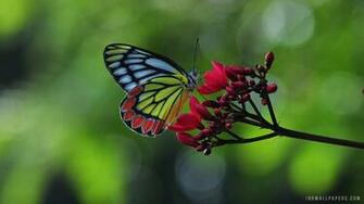 Common Jezebel Butterfly On Flower HD Wallpaper IHD