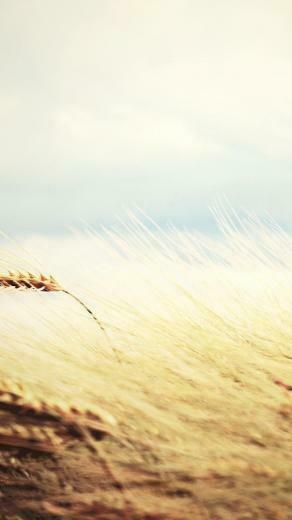 Yellow Fields Wheat