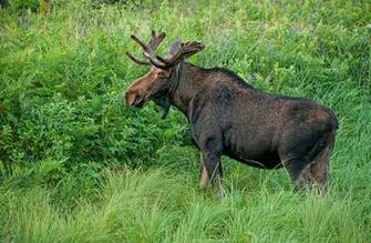 Moose Facts And Tips For Getting Great Deer Pictures