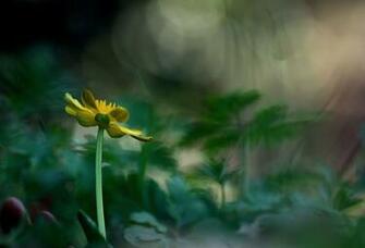 Definition Wallpaper Of Flower Desktop Yellow Macro