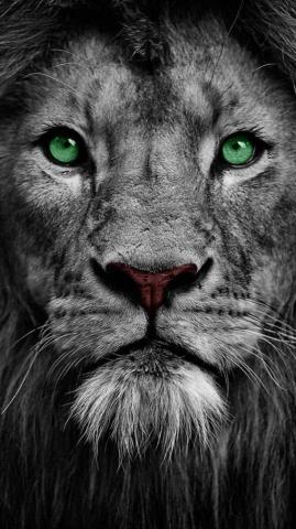Lion Eyes Wallpaper iPhone Teahub Io
