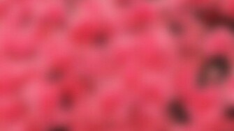 Pink Wallpaper Desktop