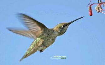 HD Wallpaper Pics Hummingbird