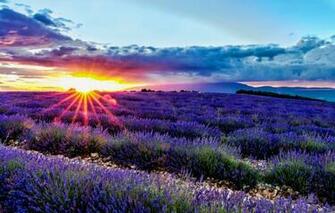 Wallpaper Field Sunrise Dawn France Lavender Provence
