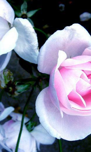 Love Rose Nokia Lumia Wallpaper E Entertainment