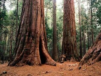 Sequoia Trees For Your Desktop Mobile