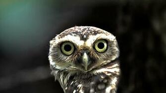 Owl Wallpaper Best