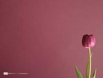 Tulip Background Wallpaper For Desktop