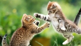 Mustified Collection Of Cute Baby Animal Wallpaper