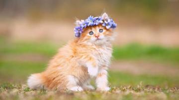 Wallpaper Kitten Cute Animals 4k