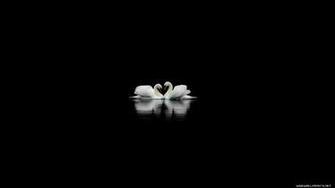 Black Birds Wallpaper Swans Widow