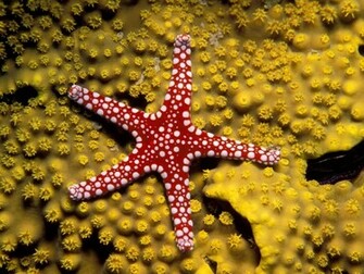 Starfish Wallpaper