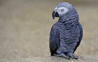 Wallpaper Bird Parrot Jaco Image For Desktop Section