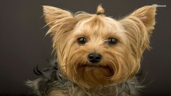 Yorkshire Terrier Windows Wallpaper