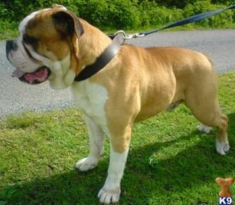Cute Puppy Dogs Old English Bulldog