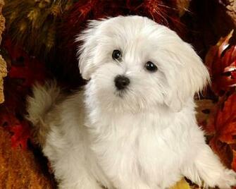 Fluffy Maltese Puppy Dogs White Puppies Wallpaper
