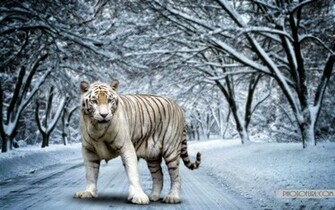 Vanuax White Tiger Wallpaper Tigers Picture Bengal Html