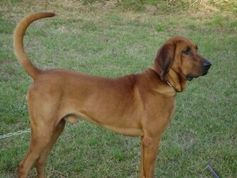Bloodhound Image Crazy Gallery